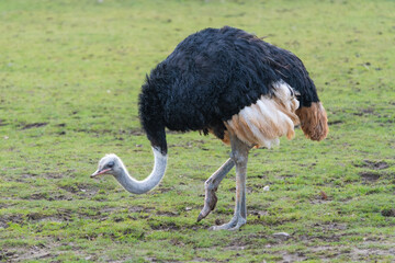 Male ostrich looking for food