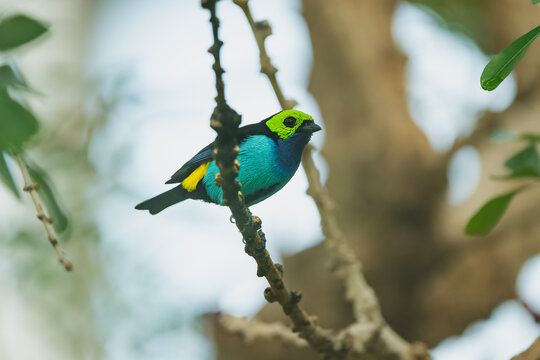 Paradise tanager in a tree