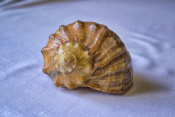 Empty shell from rapana venosa isolated on white background.