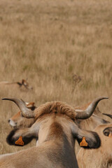 Aubrac cows in the countryside of Lozere surrounded by nature in the south of France, High quality...