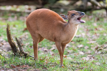 Red Forest Duiker yawning