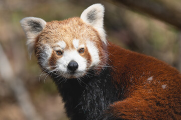 Obraz premium Closeup portrait of a Red Panda