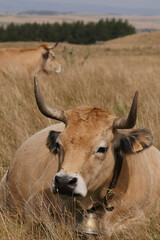 Aubrac cows in the countryside of Lozere surrounded by nature in the south of France, High quality...