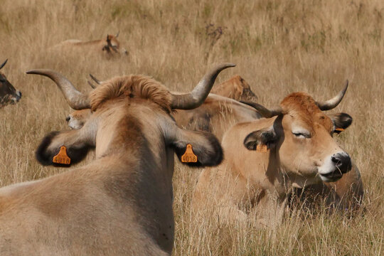 Aubrac cows in the countryside of Lozere surrounded by nature in the south of France, High quality photo