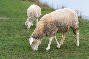 Naklejka na ściany i meble Two sheep on the dam of a lake