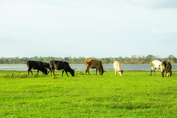 Herd of cows grazing on green meadow near the lake.