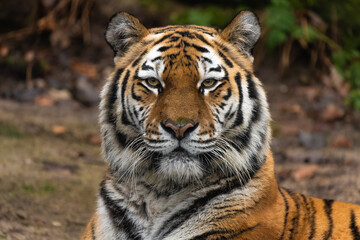 Closeup portrait of a Siberian Tiger