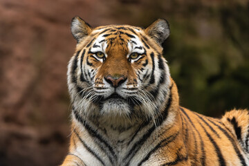Naklejka premium Closeup portrait of a Siberian Tiger