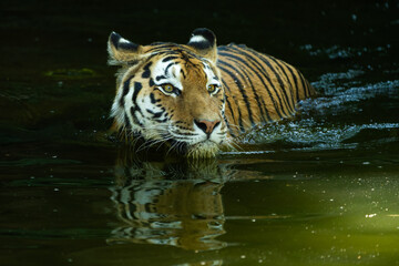 Fototapeta na wymiar Closeup of a Siberian Tiger in water