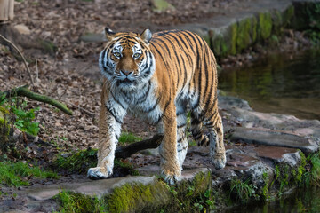 Siberian Tiger walking 