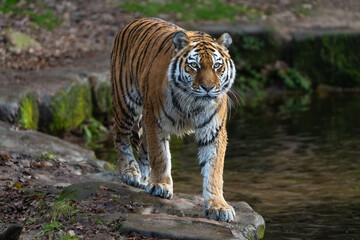 Siberian Tiger walking 