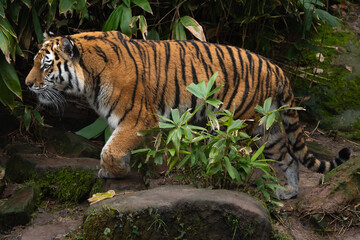 Siberian Tiger walking 