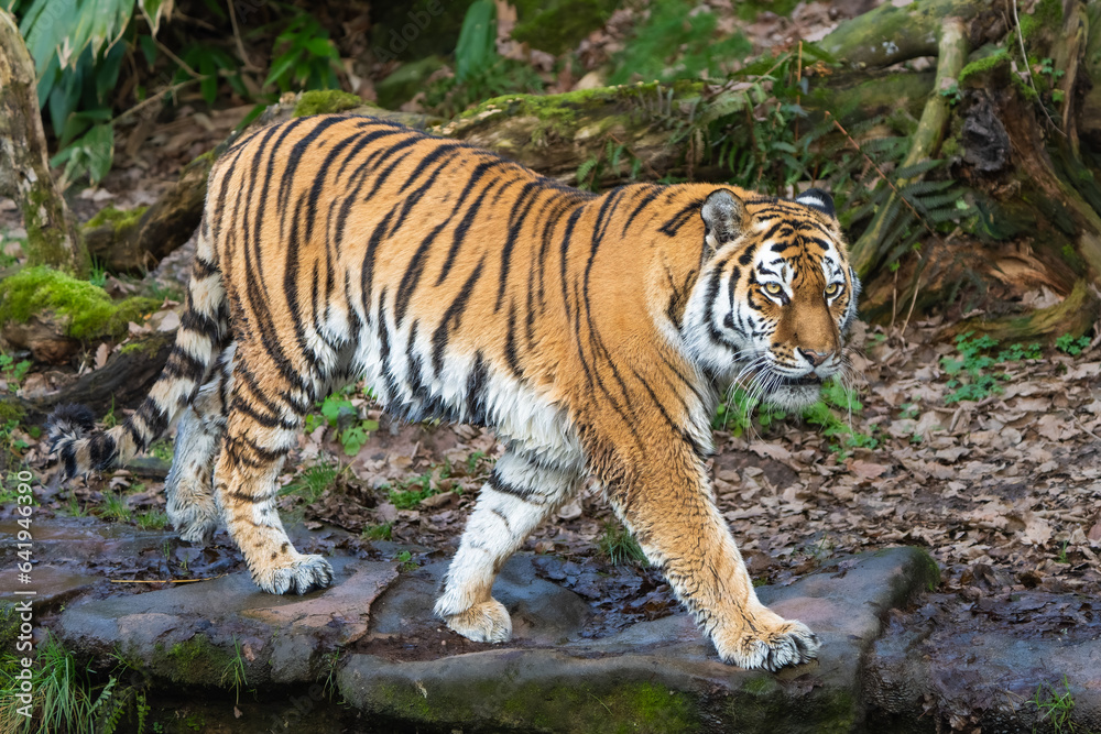 Wall mural Siberian Tiger walking 