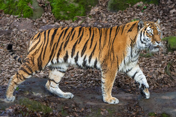 Siberian Tiger walking 