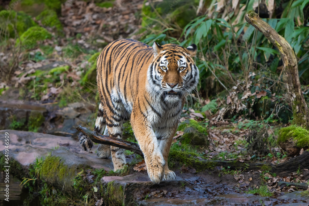 Wall mural Siberian Tiger walking 