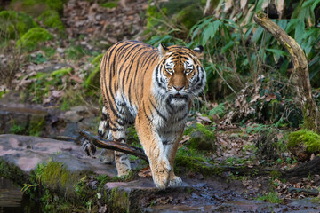 Siberian Tiger walking 