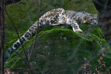 Snow leopard resting on a rock