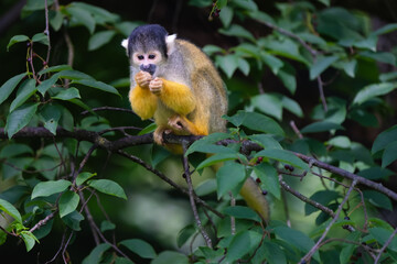 Squirrel monkey in a tree