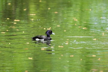 European tufted drake on a lake