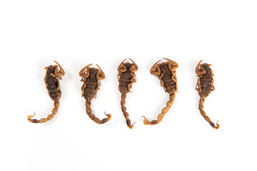 Dried scorpion isolated on White Background