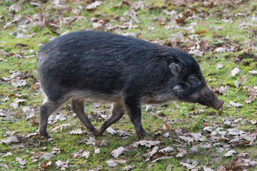 Visayan warty pig looking for food on the ground