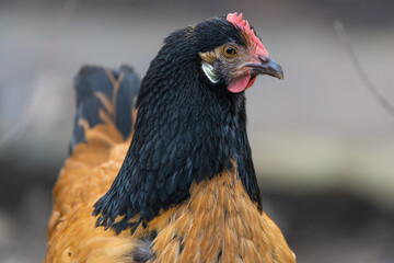 Closeup portrait of a vorwerk chicken
