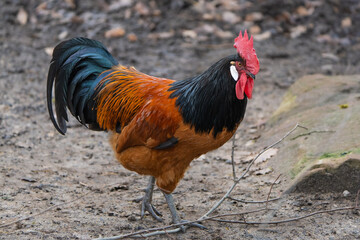 Closeup of a Vorwerk rooster