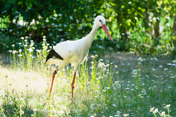 White stork looking for prey in a meadow