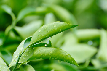 Green unripe orange fruit on tree