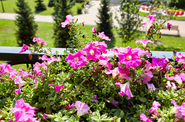 Obraz premium Petunia, purple Petunias in the pot. Lush blooming colorful common garden petunias in city park. Family name Solanaceae, Scientific name Petunia