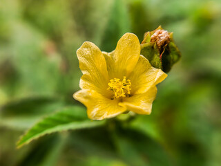 beautiful seleguri flowers. Seleguri or sidaguri is a shrub with yellow flowers and its roots can be used as medicine