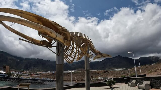 Beautiful whale skeleton in Los Silos, Tenerife- Slow motion walking
