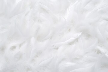 angel purity copy animal eagle angle feather abstract background space wedding white fluffy Abstract fairy surface white easter c lightweight bird background bright texture feather dream beautiful - obrazy, fototapety, plakaty