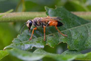 Great Golden Digger Wasp on a green leaf in Puyallup, Washington.