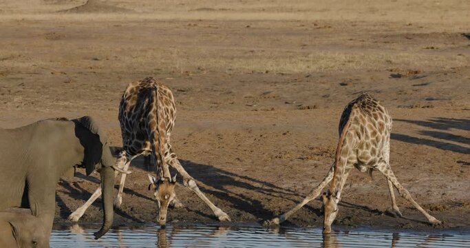 Slow motion close-up. Two giraffe with stretched out legs and an elephant drinking at a waterhole 