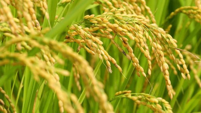 【農業】田んぼで実った米の稲穂が風にゆれる風景　食料