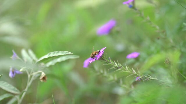 Honey bee hovering and taking nectar of the garden verbena flowers
