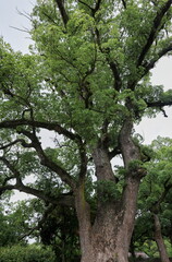 紀伊半島巡礼の旅　和歌山城