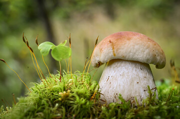 Beautiful boletus edulis in green moss in amazing forest