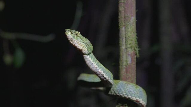 Turquoise Eyelash viper Bothriechis in Ecuadorian Choco Rainforest at night