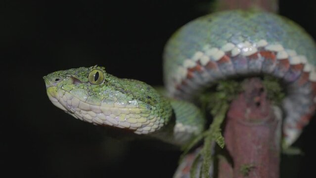 Turquoise Eyelash viper Bothriechis in Ecuadorian Choco Rainforest