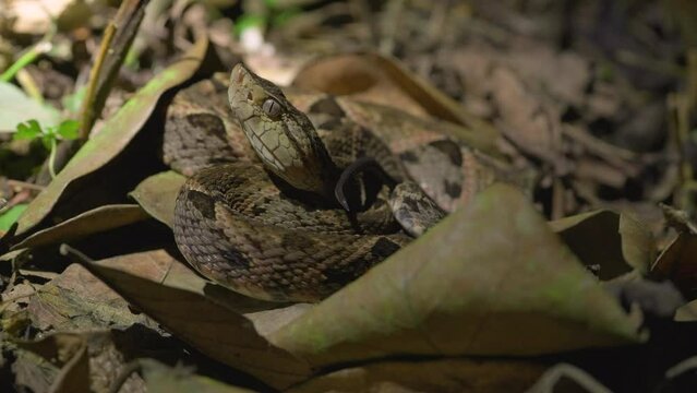 Pit viper Bothrops in Ecuadorian Choco Rainforest