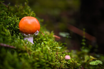 Beautiful mushroom in amazing magic green forest