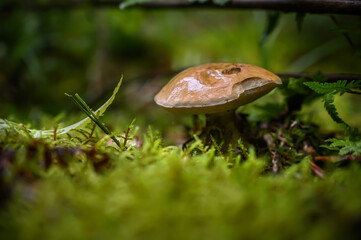 Beautiful mushroom in amazing magic green forest