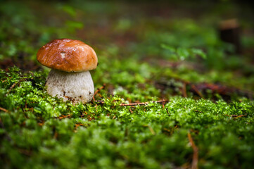 Beautiful boletus edulis mushroom in amazing green moss.