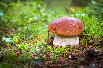 Beautiful boletus edulis mushroom in amazing green moss.