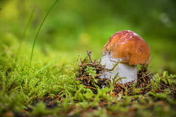Beautiful boletus edulis mushroom in amazing green moss.