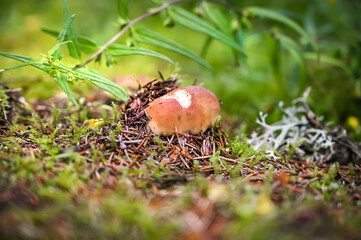 Beautiful boletus edulis mushroom in amazing green moss.