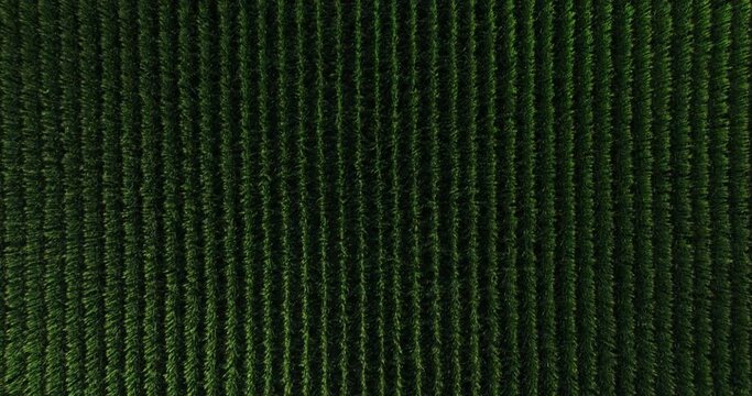 Top down aerial background of green corn rows plantation, dolly in, loop