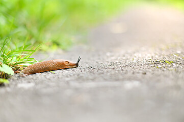 a snail is crawling along the sidewalk